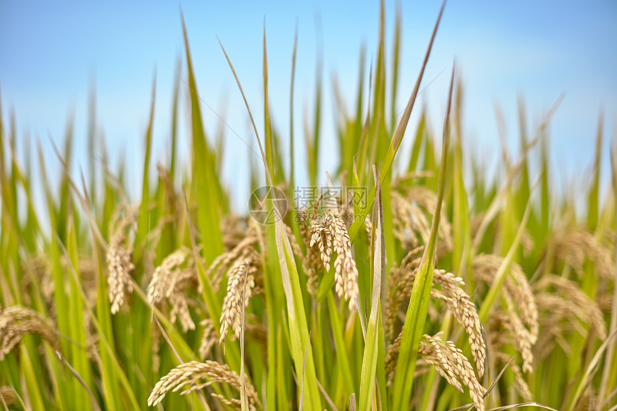2019年中国稻米产量近2.1亿吨，小麦近1.34亿吨，那粮食总产量呢__财经头条
