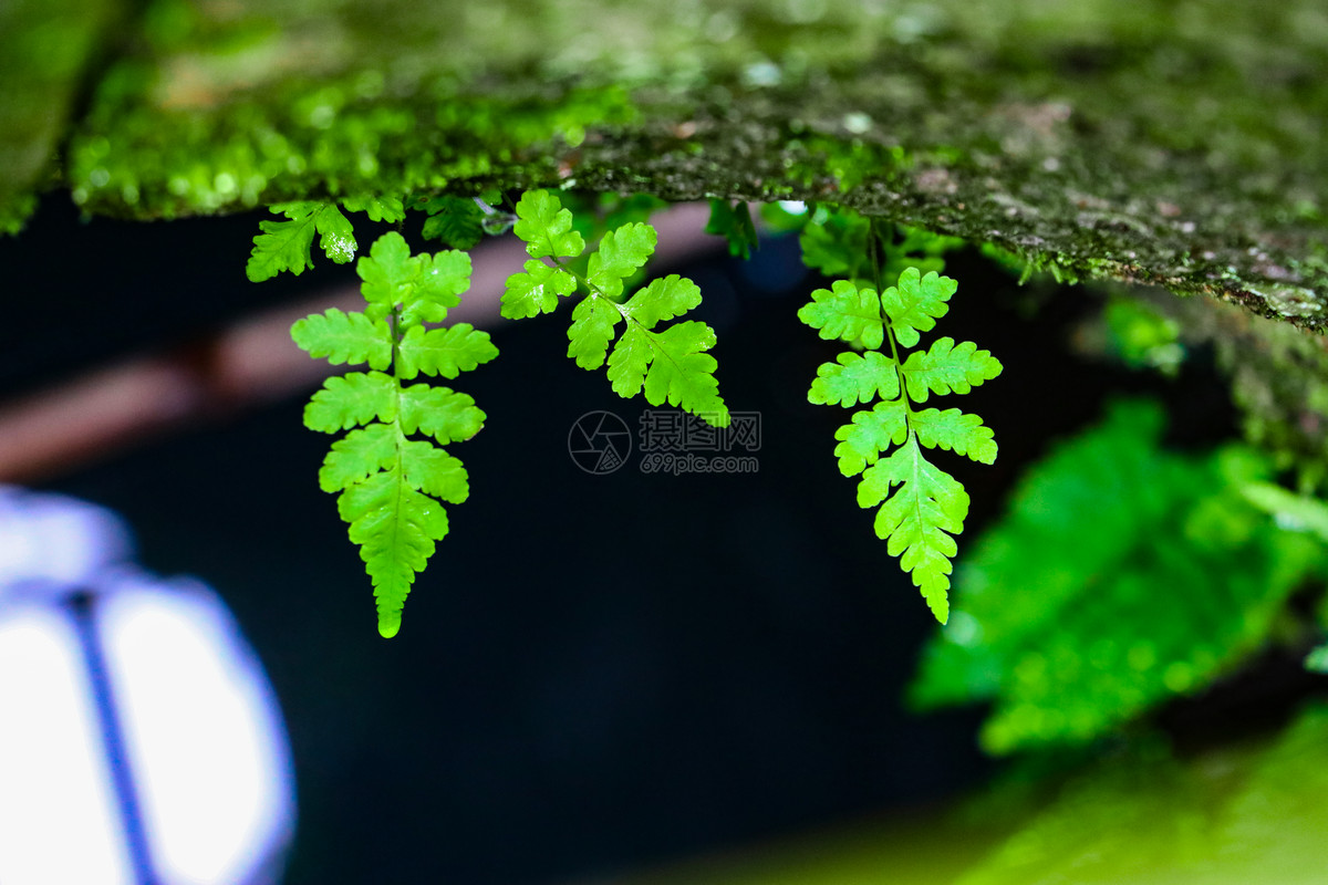 绿色花草