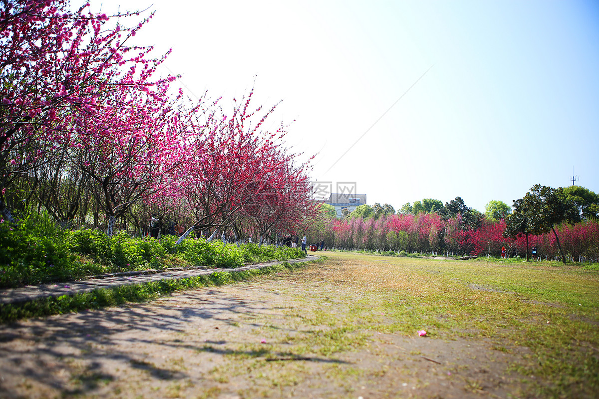 春天观赏桃花