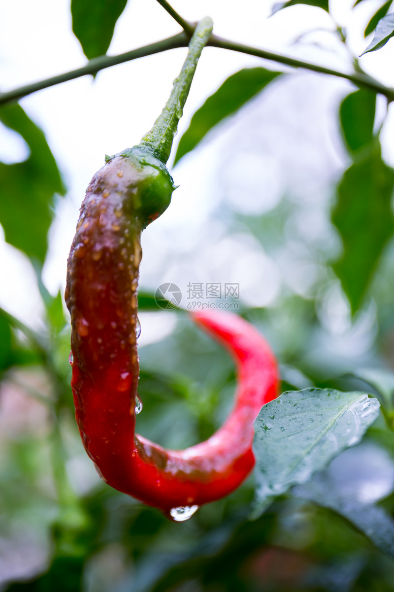 雨后的辣椒