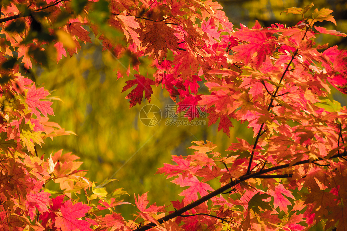 高清晰红叶枫树林壁纸