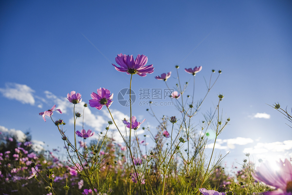 图片 照片 自然风景 盛开的格桑花.