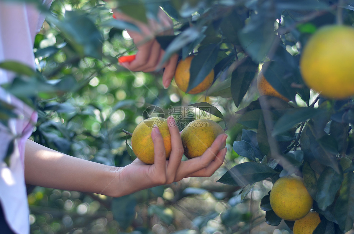 【辟谣】大肚脐的母橙子才好吃？实测：公母糖分一样 – 深圳市品质消费研究院–发现中国好品质