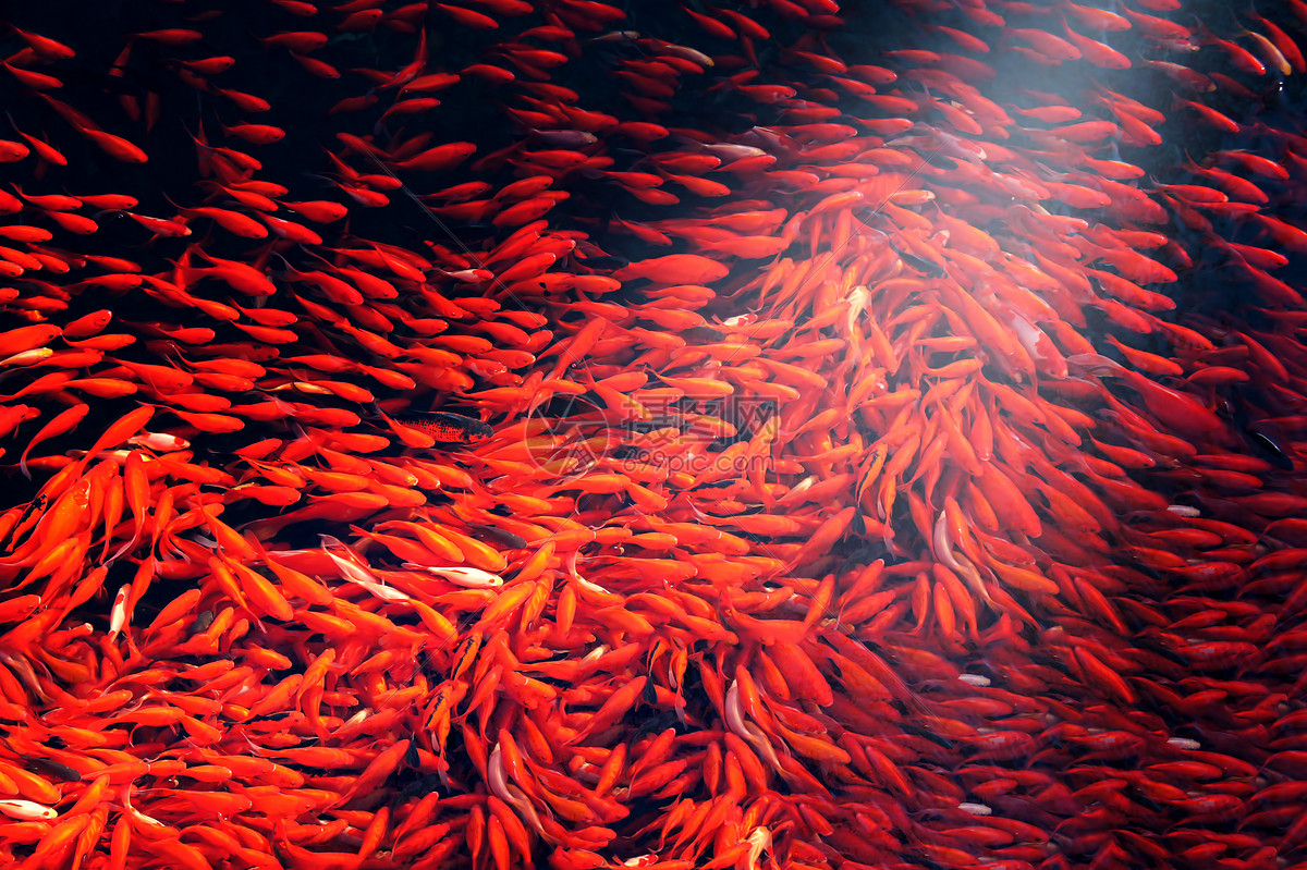 一群红金鱼