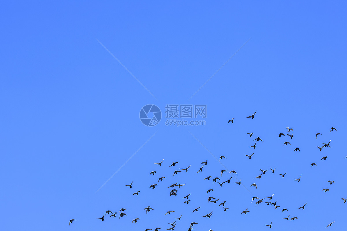 照片 自然风景 天空背景 天空中成群鸽子.