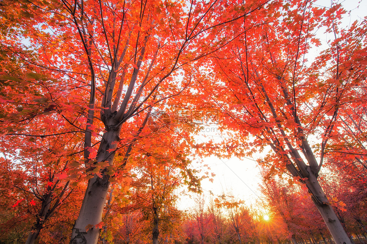 秋季枫树美景图片桌面壁纸_秋天红色枫叶图片桌面壁纸_三千图片网