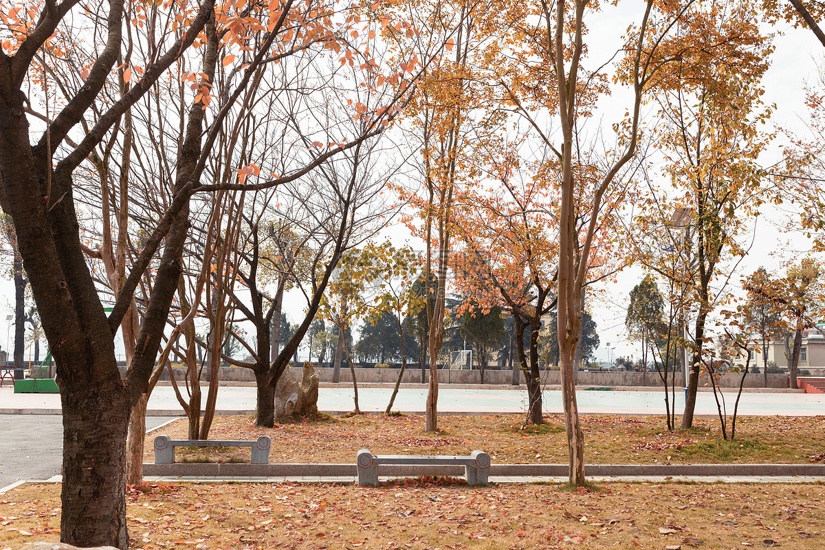 红湖中学秋天的校园景色