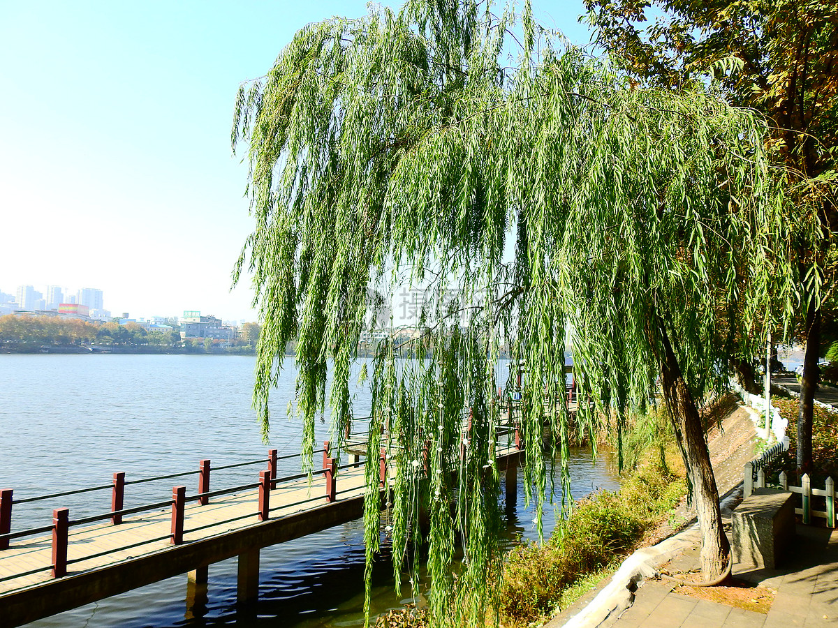 壁纸 垂柳 电脑 风景 风景壁纸 柳树 摄影 树 桌面 800_502