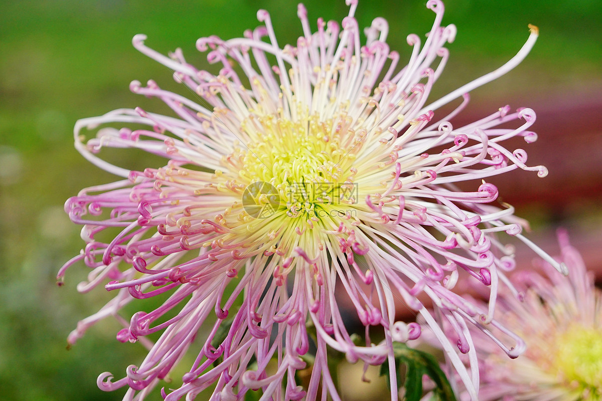 照片 自然风景 秋天多姿的菊花.