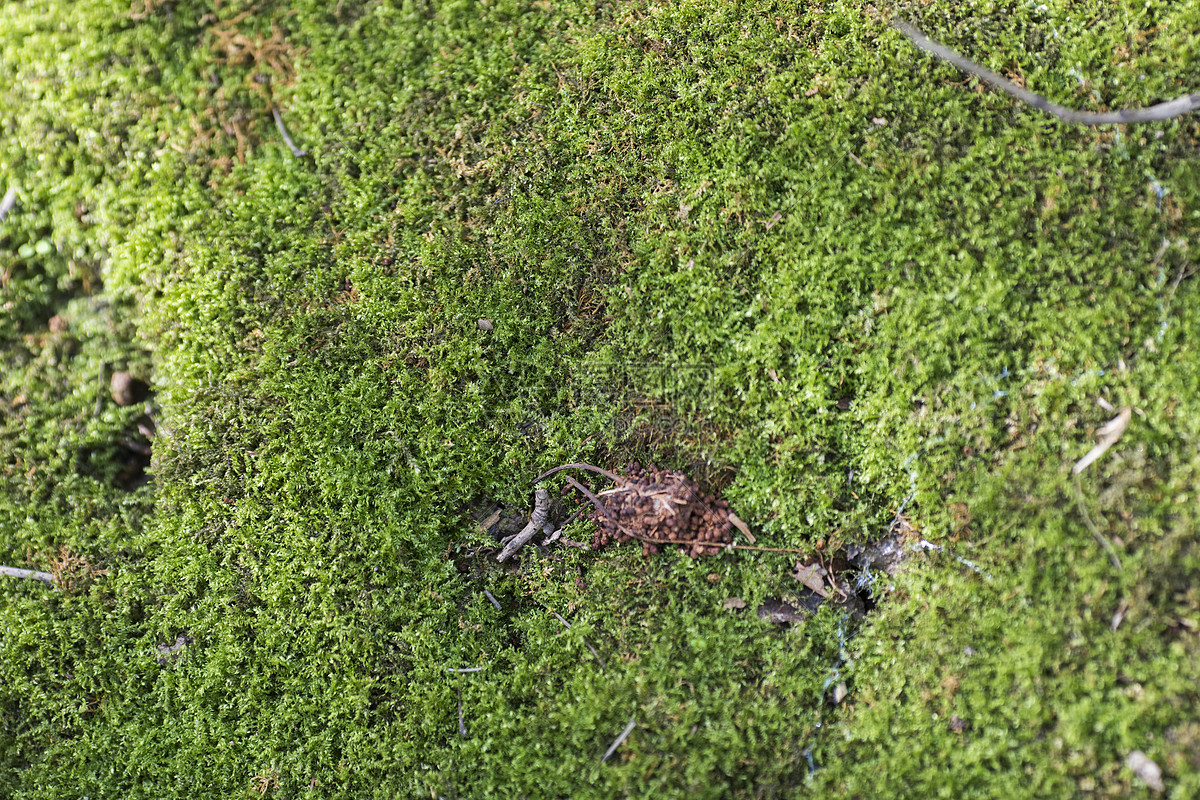 青苔植被图片素材_免费下载_jpg图片格式_vrf高清图片