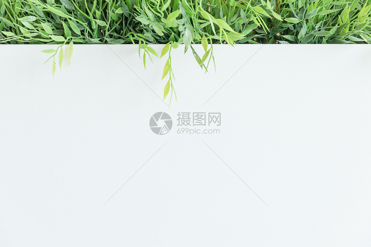 照片 背景素材 绿叶白底背景素材.