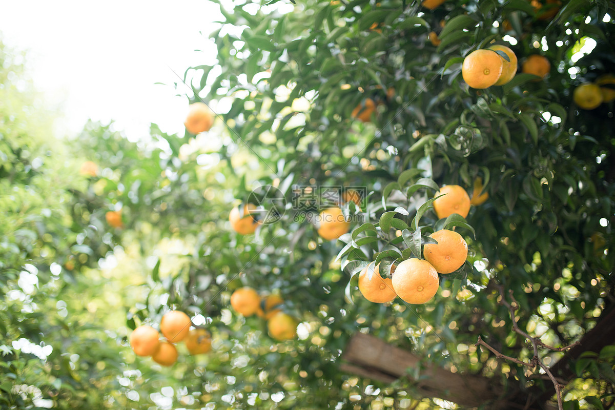 南方果苗批发引进橘子种苗早熟蜜桔苗桔子苗 由良一号蜜桔苗-阿里巴巴