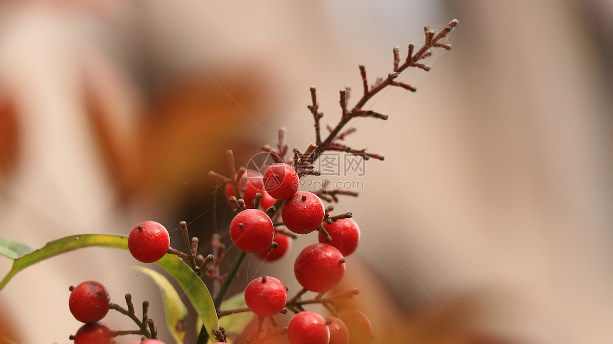 秋季树上结的红色的小果子