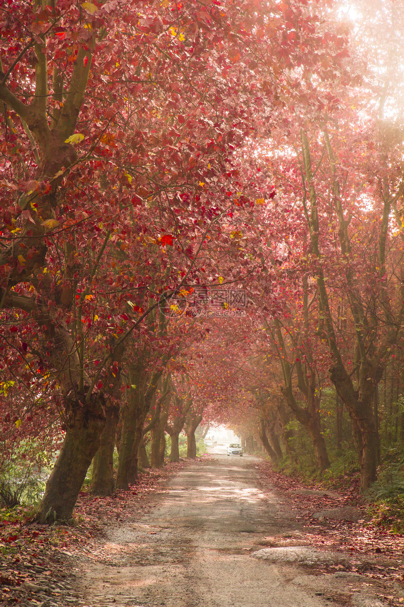 照片 自然风景 深秋红叶梧桐树.