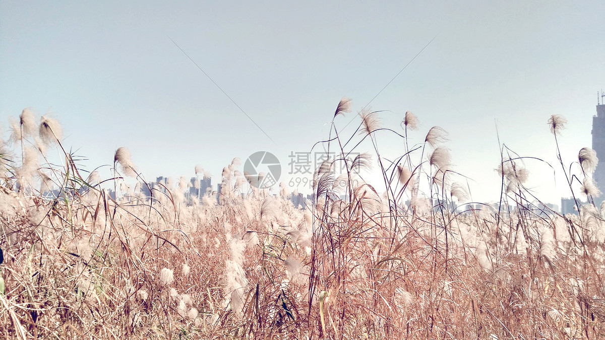 秋天的芦苇图片素材_免费下载_jpg图片格式_vrf高清