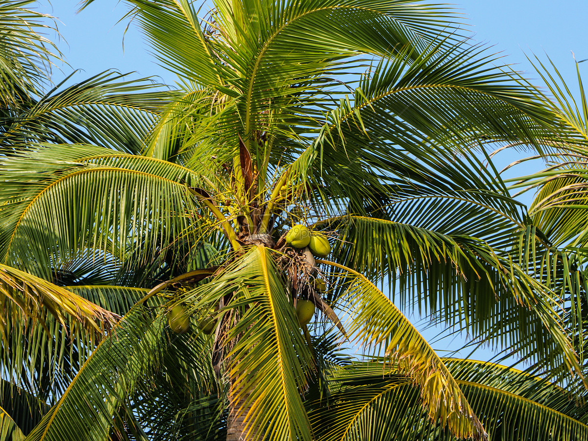 椰子树 · 免费素材图片