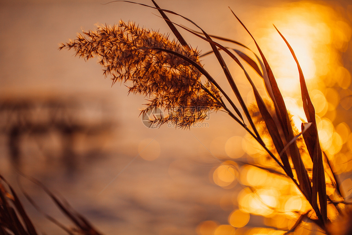夕阳余晖下的芦苇特写