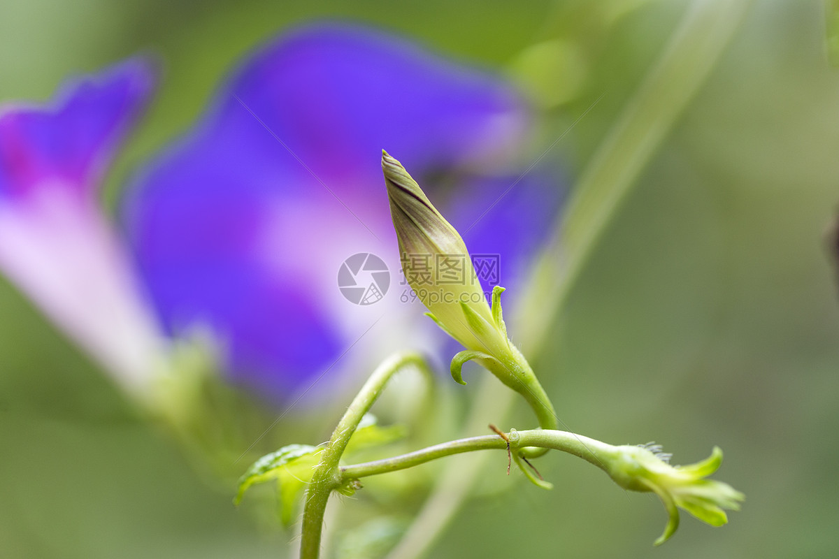 翠绿色植物