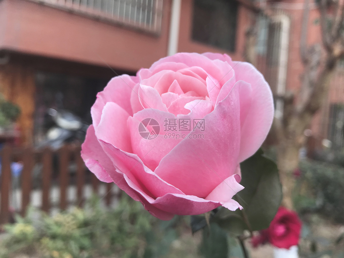 粉色的月季花