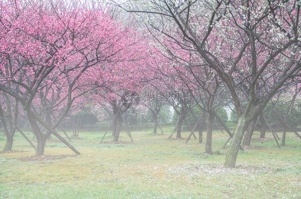 照片 自然风景 春天晨雾中的梅花林.jpg