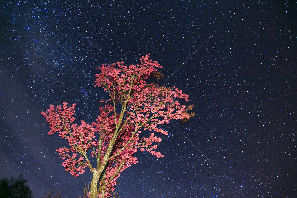 大理星空下的樱花树