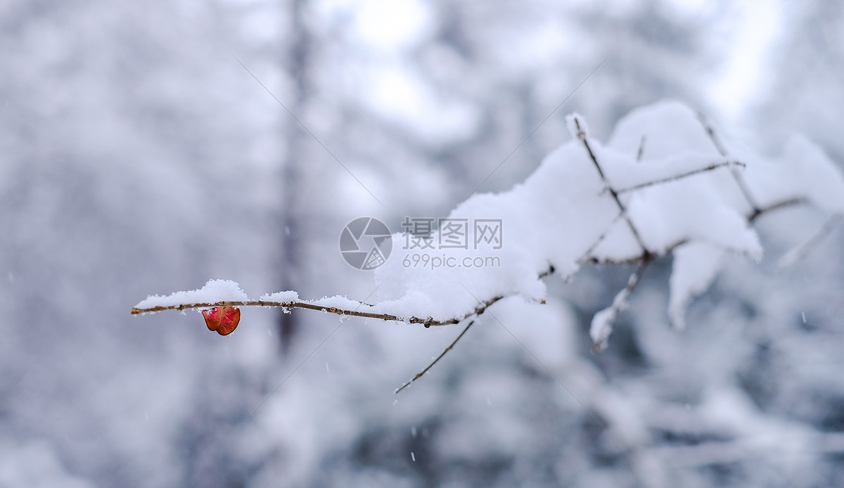 照片 背景素材 雪花 冬季风雪中的一片红叶.jpg