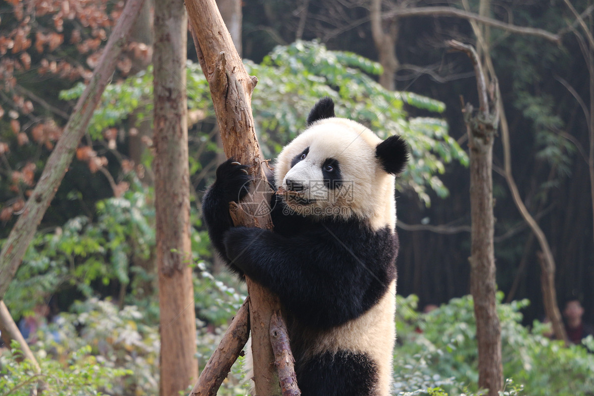 北京：大熊猫快乐玩一“夏” 玩起“躲猫猫”游戏