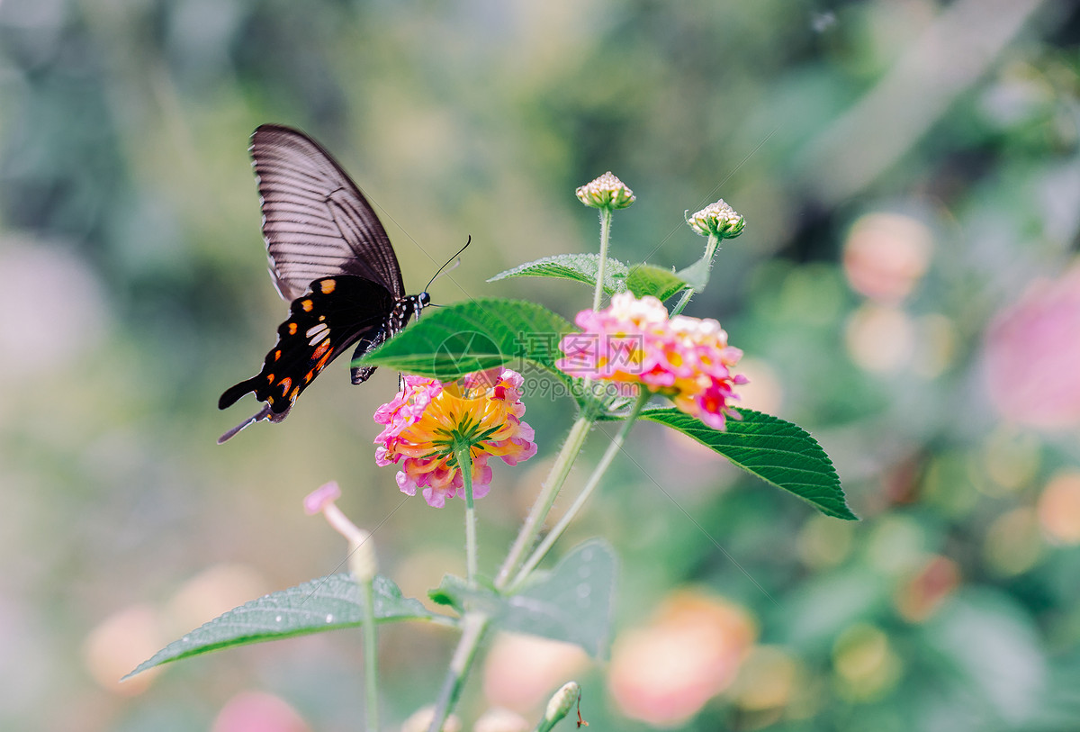 蝴蝶 手 昆虫 - Pixabay上的免费照片 - Pixabay
