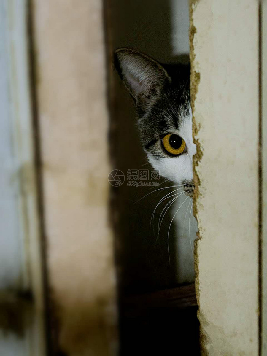 猫咪半张脸瞪眼偷看