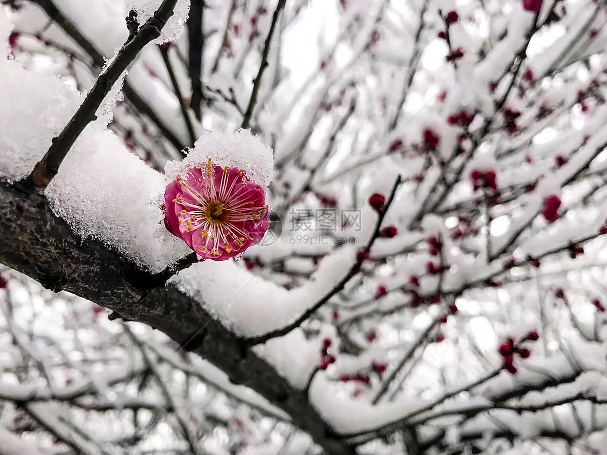 杭州雪景梅花