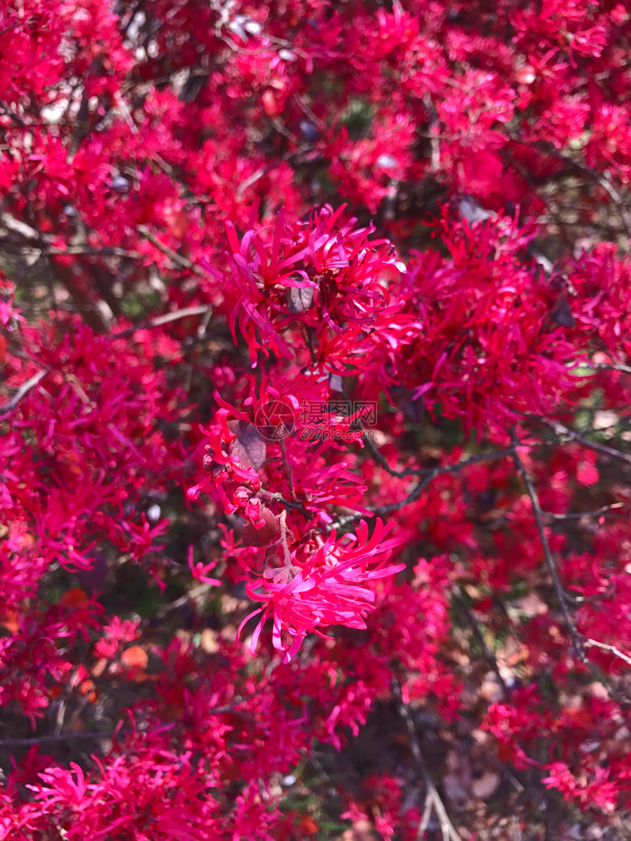 红花檵木