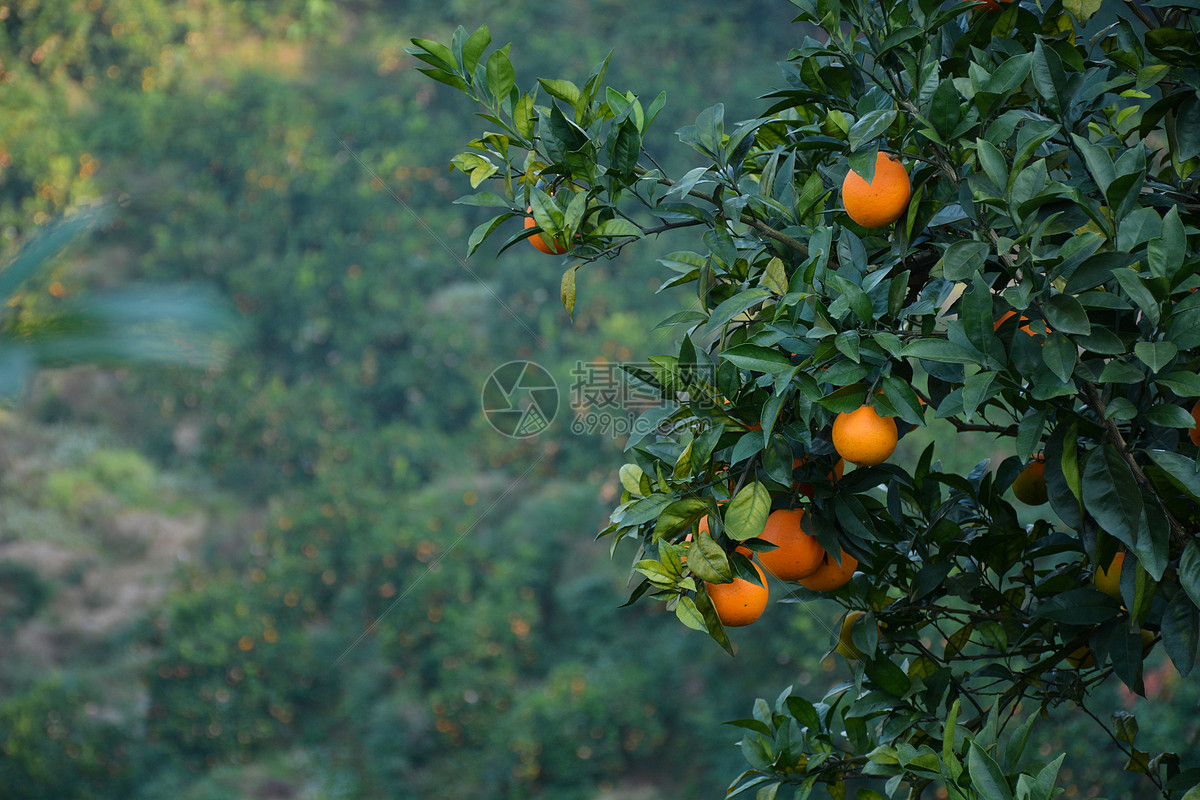 赣南脐橙高清图片下载-正版图片500701971-摄图网