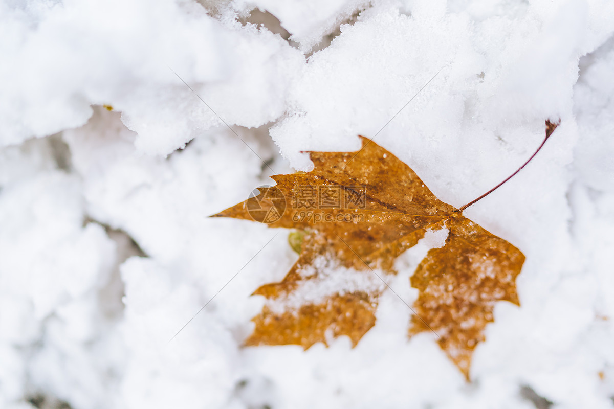 积雪中的落叶