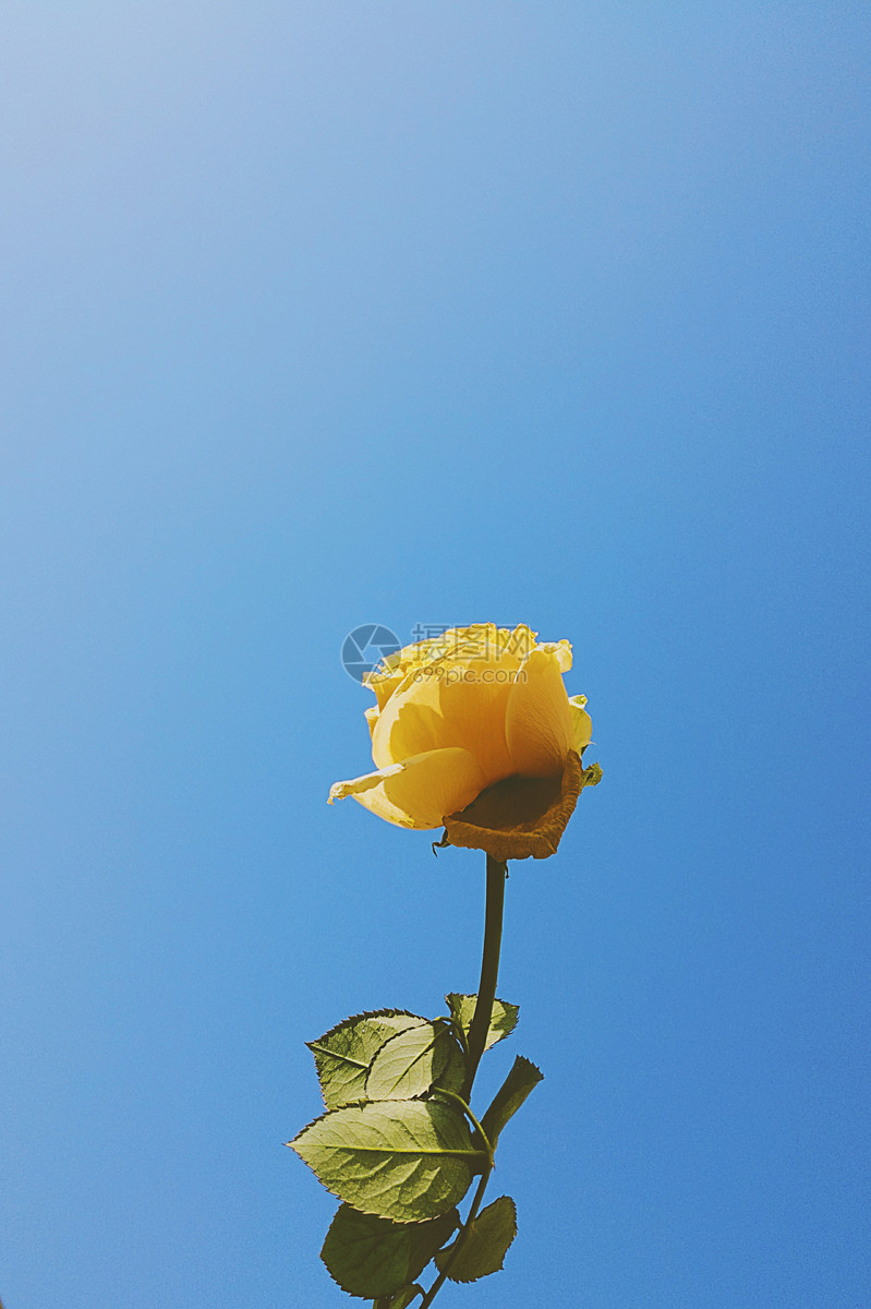 蓝天下的玫瑰花