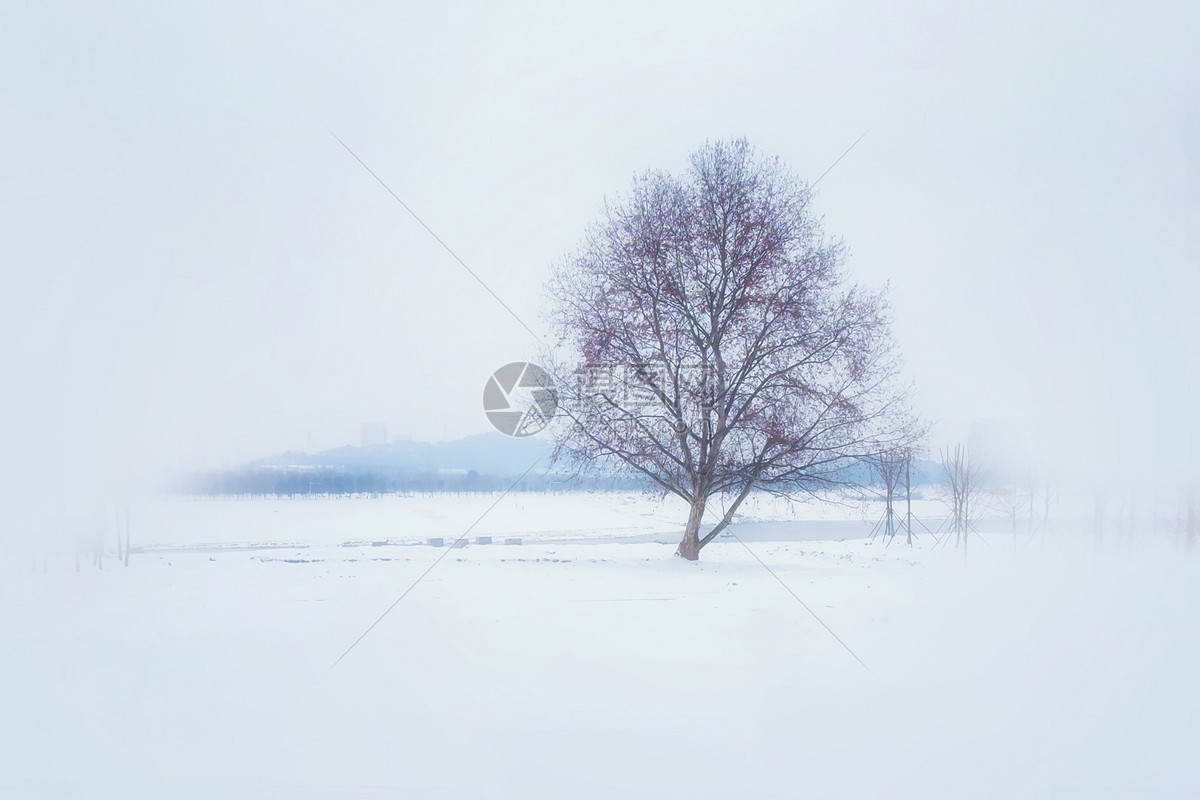 雪中树木 第二辑高清原图下载,雪中树木 第二辑,高清图片,壁纸,自然风景-桌面城市