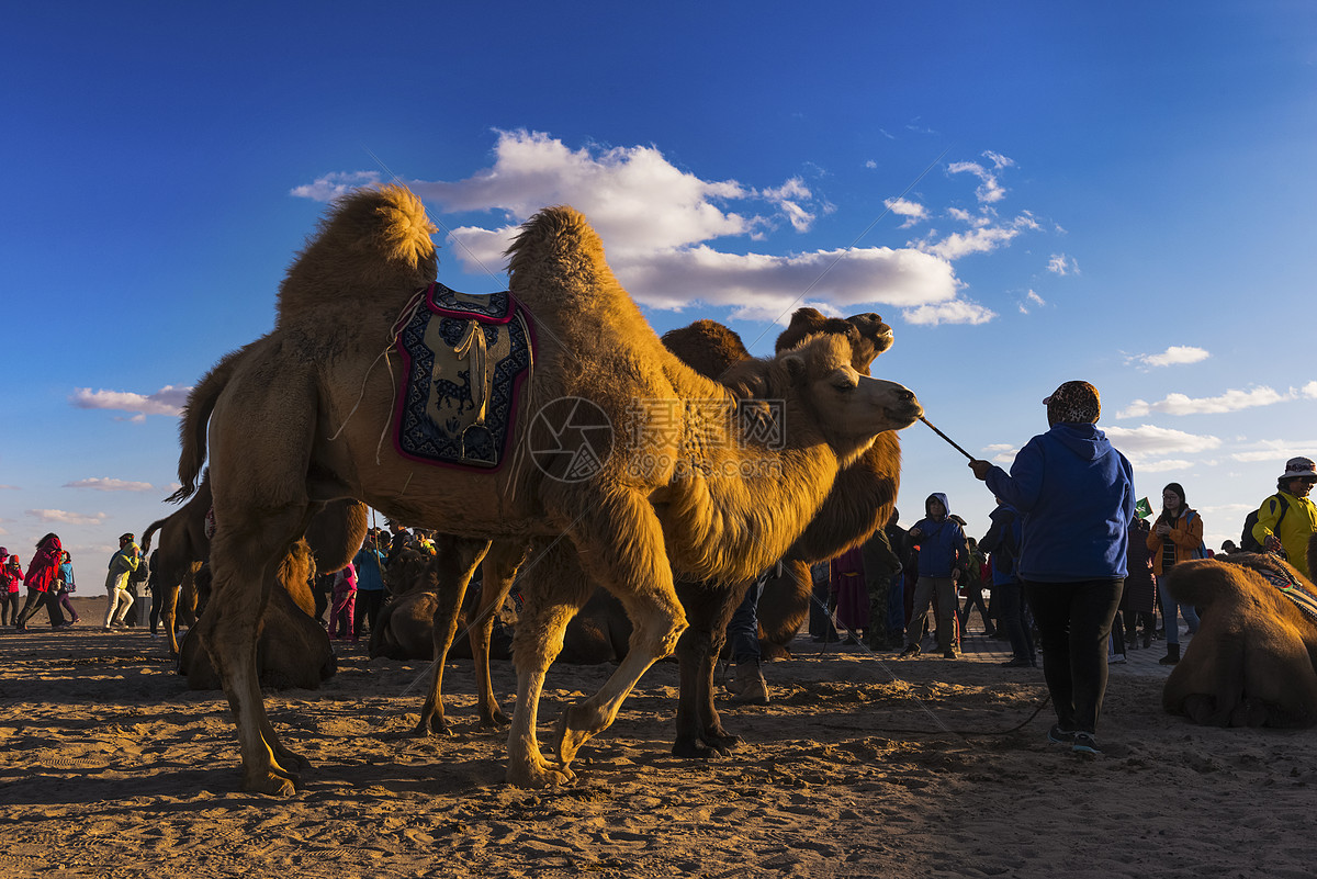 【我的骆驼摄影图片】风光摄影_太平洋电脑网摄影部落