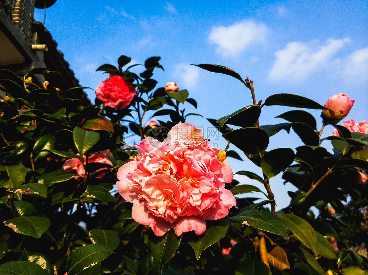 春日里的茶花