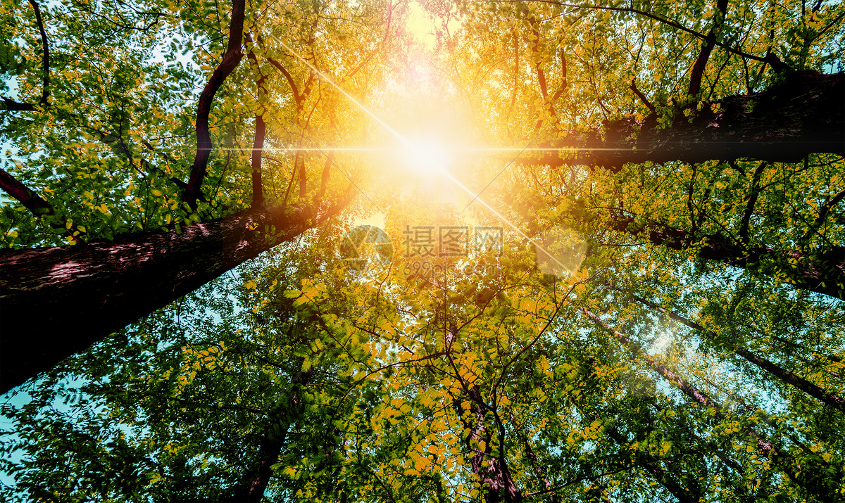 照片 自然风景 正午树林里的阳光.