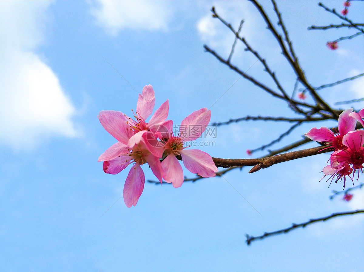 桃花两三朵