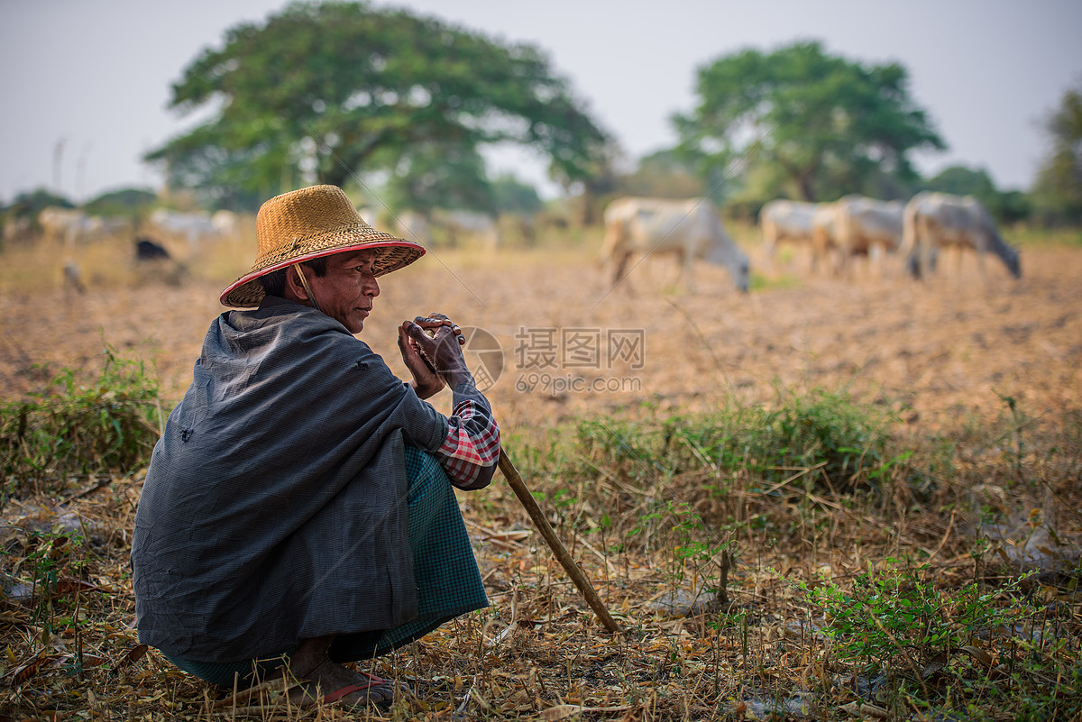 缅甸乡村放牧的人图片素材_免费下载_jpg图片格式_vrf