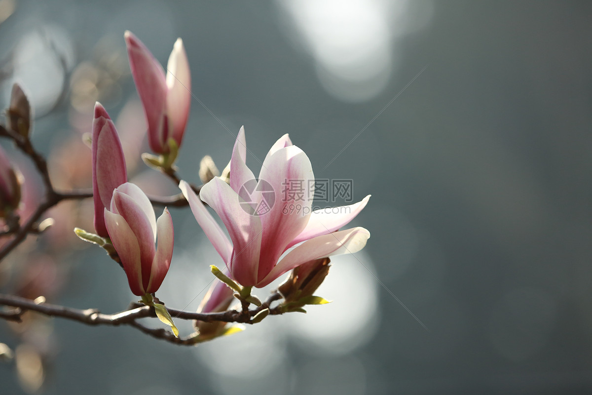 玉兰花
