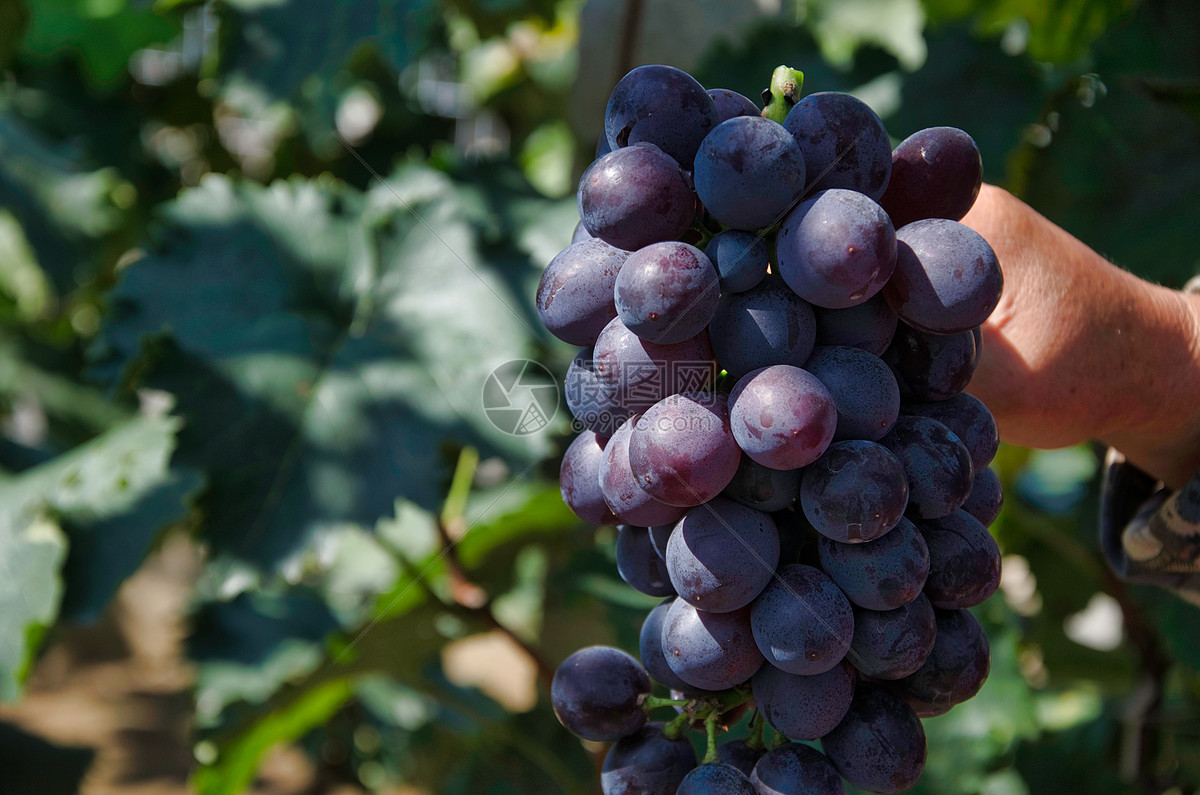 Free Images : grapevine family, seedless fruit, vitis, flowering plant ...