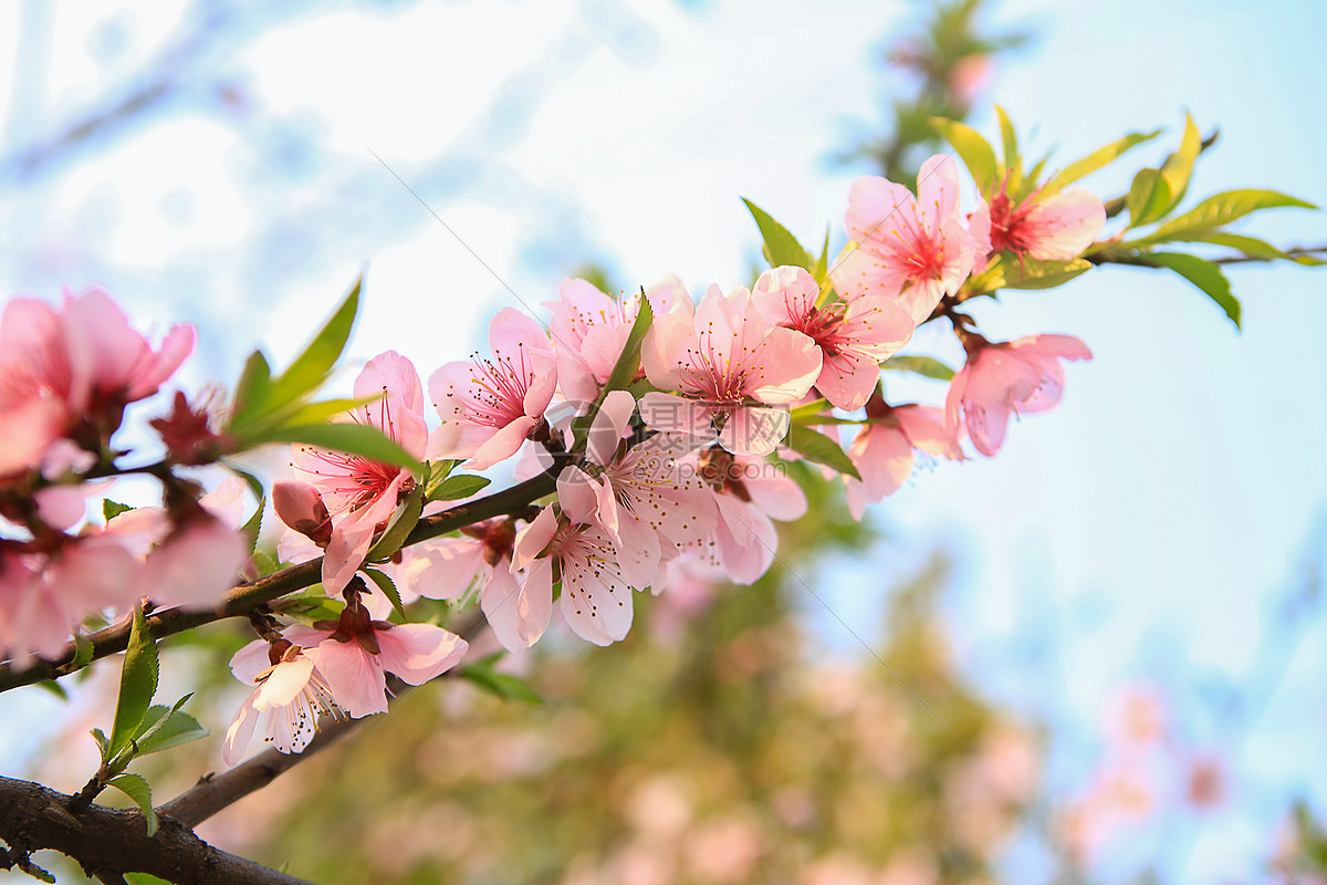 春天盛开桃花花枝自然风景摄影图高清摄影大图-千库网