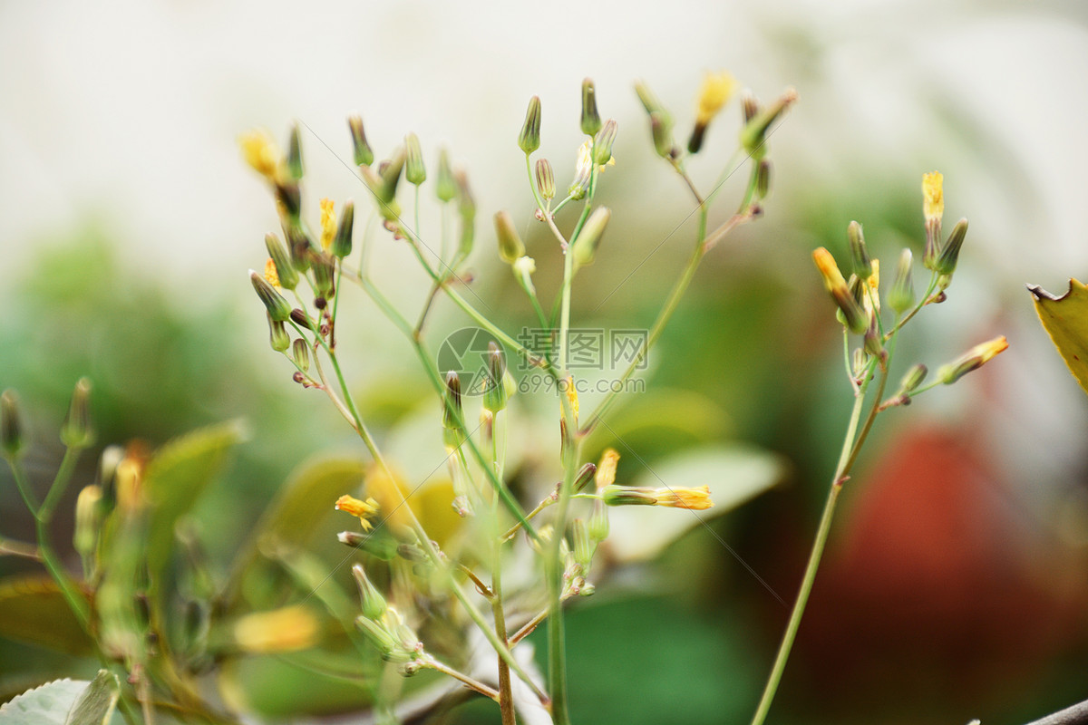 春天绿色植物发芽