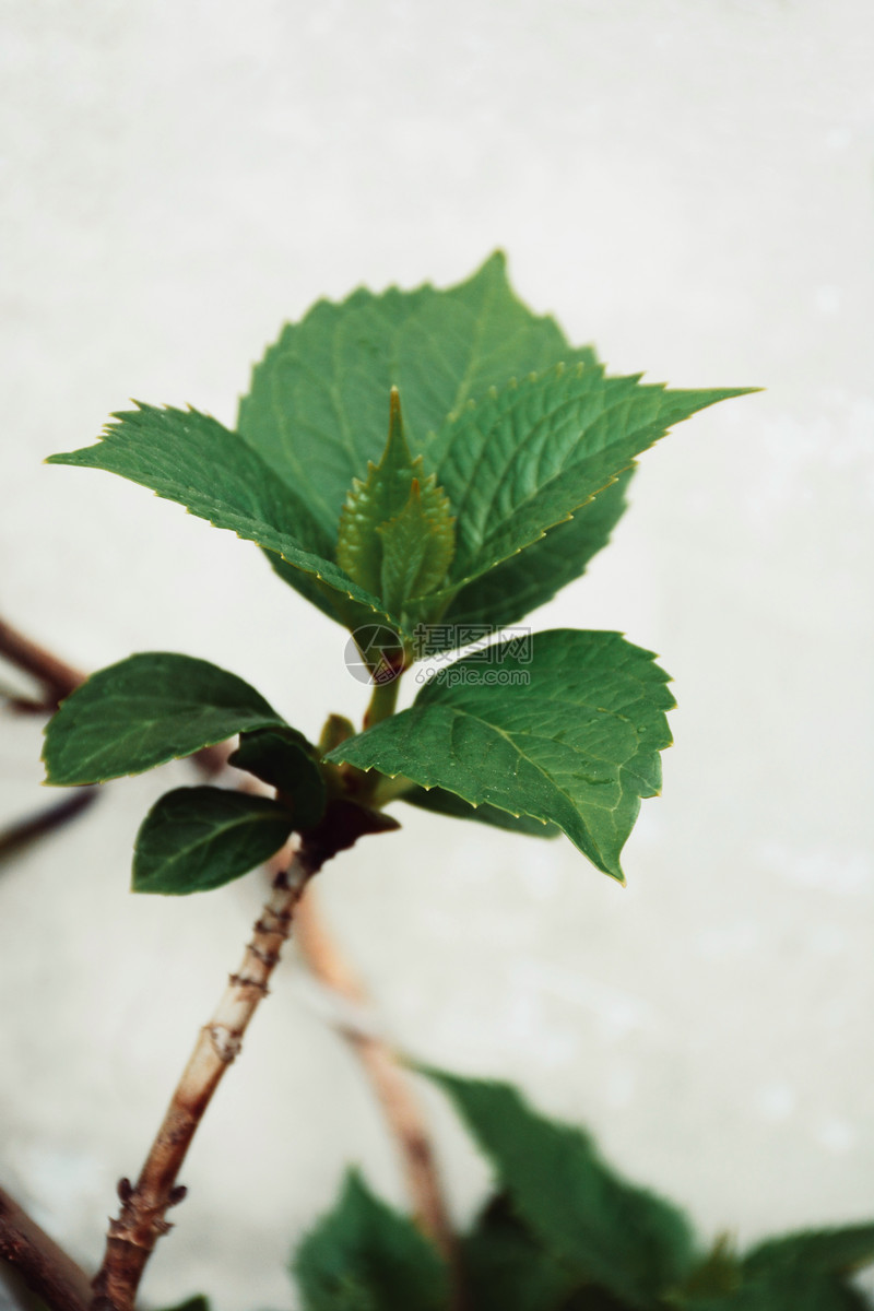 春天绿色植物发芽