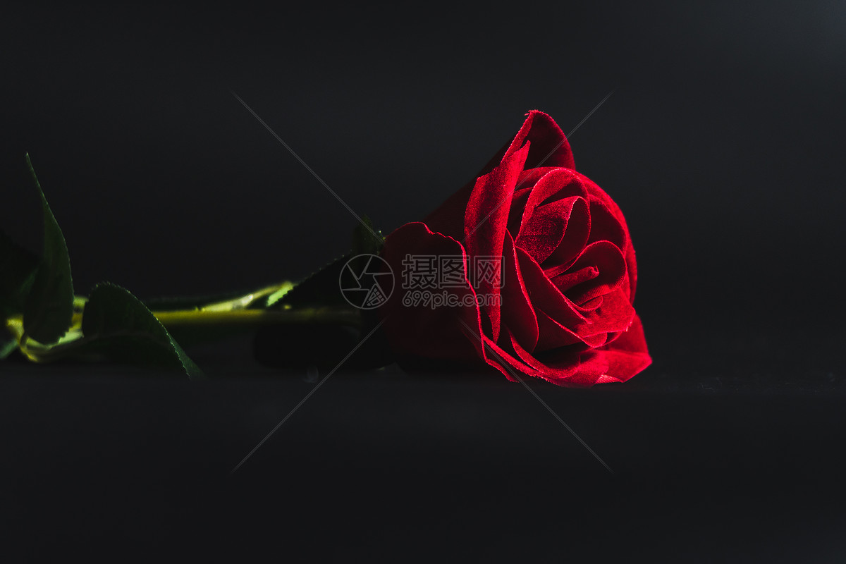 玫瑰花图片素材_免费下载_jpg图片格式_vrf高清图片