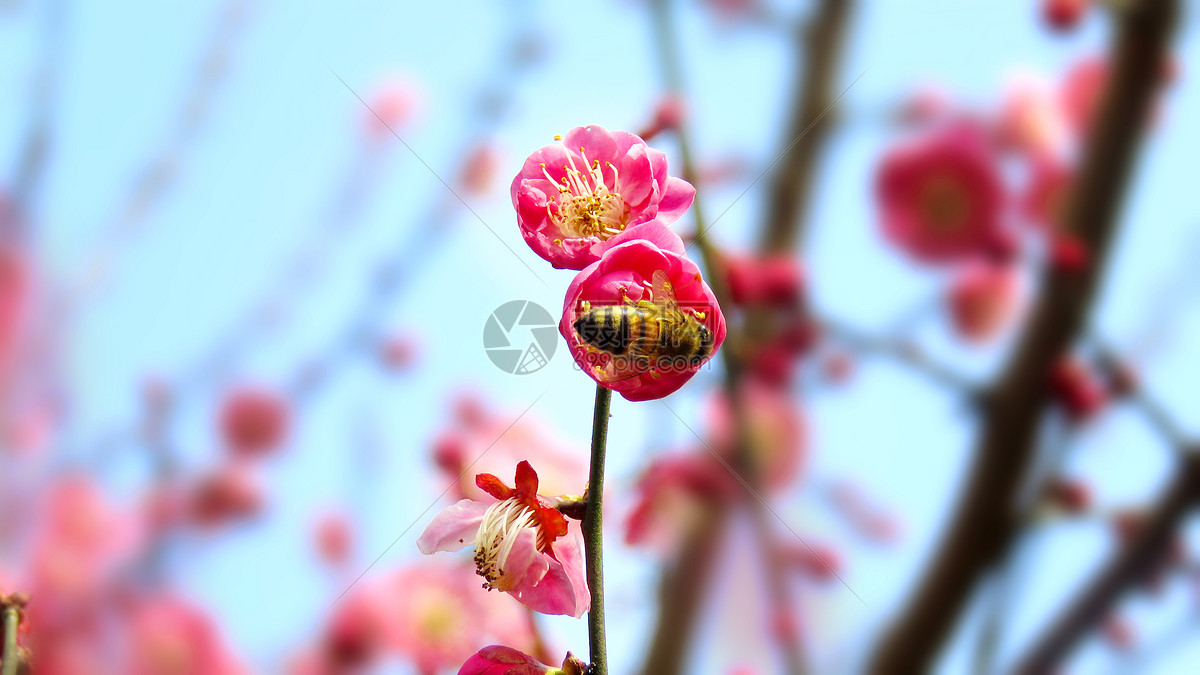 照片 自然风景 梅花.