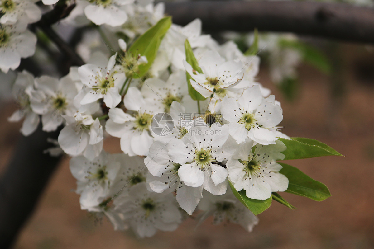 梨花开 春天里百花开