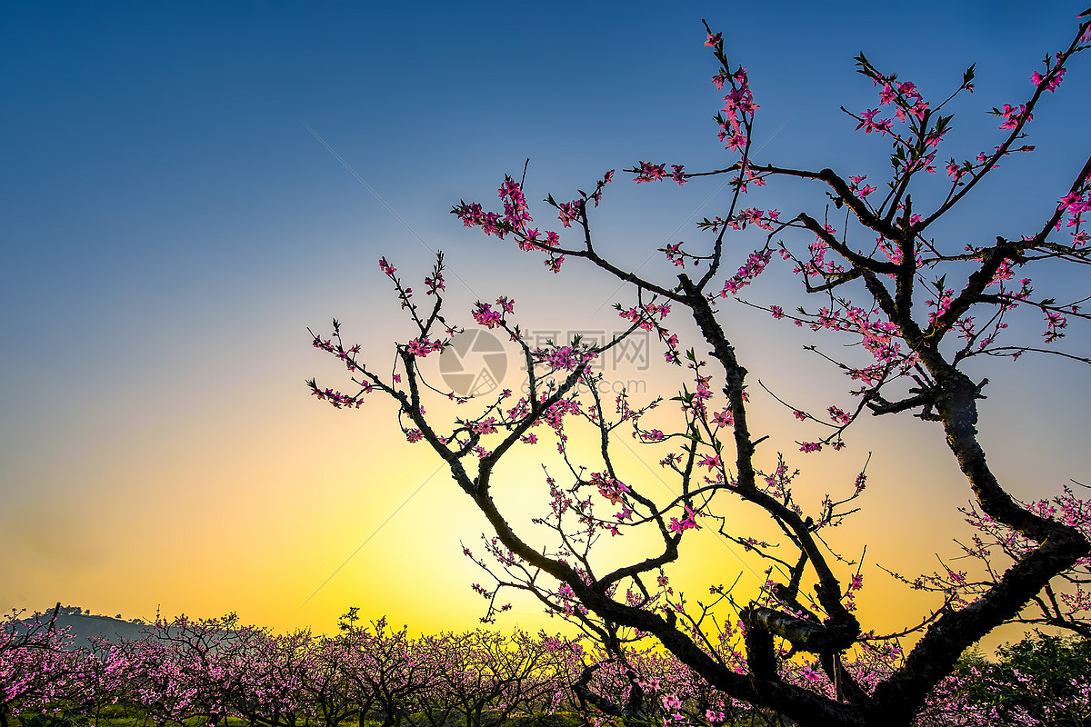 自然风景春天桃树桃林盛开摄影图配图高清摄影大图-千库网
