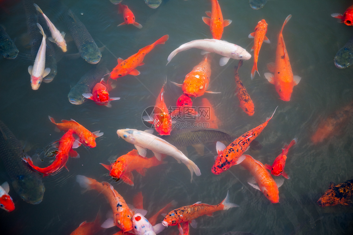 池塘里的锦鲤鱼高清图片下载-正版图片500722194-摄图网